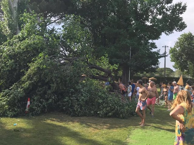 Herida leve una joven de 16 años al caer un árbol en una zona de piscina del Club de Campo Villa de Madrid