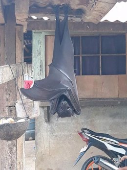 La fotografía de un murciélago "del tamaño de una persona" se ha hecho viral en redes sociales