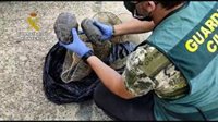 Investigado en Sevilla por captura y venta ilegal de galápagos de una especie protegida para su consumo