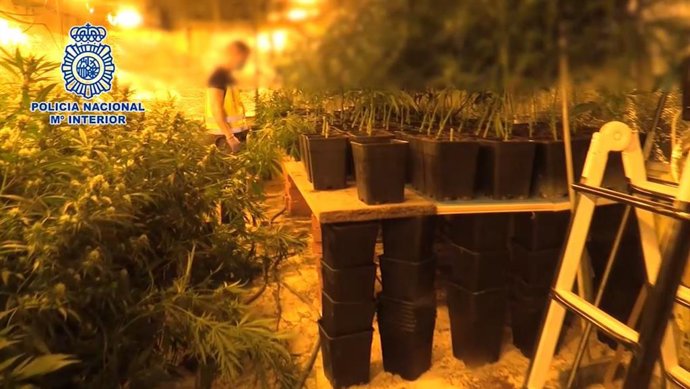 Cae un de los mayores entramados en Madrid dedicados a importar heroían y cultivar y exportar marihuana