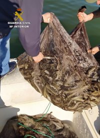 La Guardia Civil investiga a cuatro pescadores por la captura de anguilas en el Mar Menor