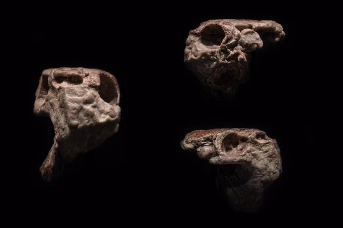 Cráneo fósil de Radotina en vista frontal (izquierda), vista lateral izquierda (derecha, arriba) y vista lateral derecha (derecha, abajo)