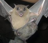 Foto: Los murciélagos también ofrecen pistas para tratar el Covid-19