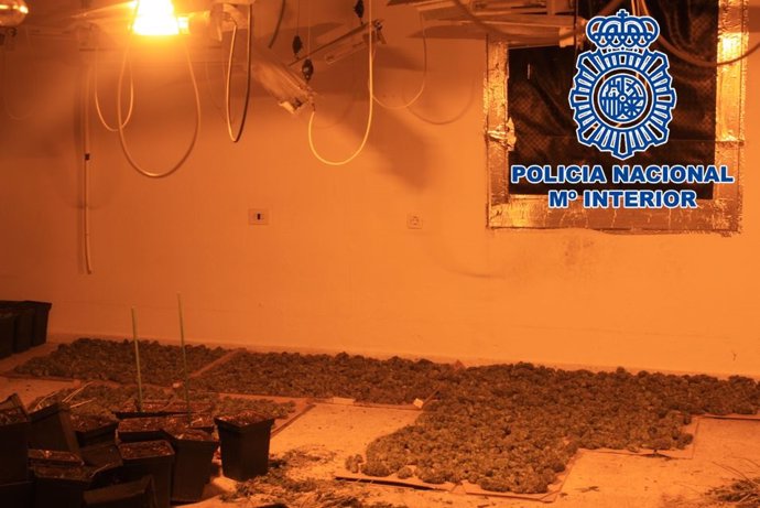 Cogollos de marihuana recolectados de una plantación de interior en Granada