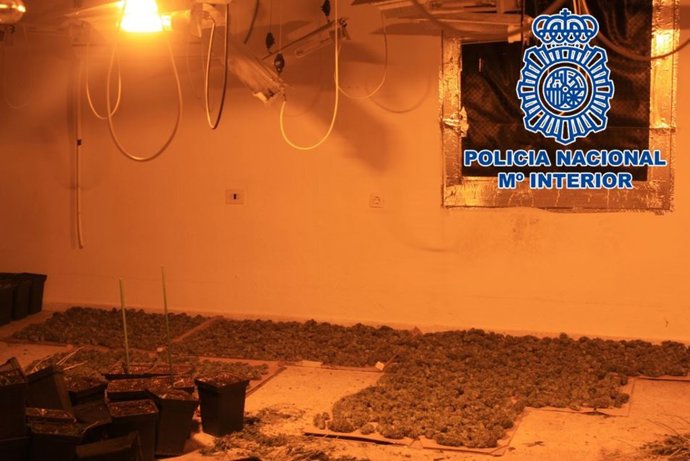 Cogollos de marihuana recolectados de una plantación de interior en Granada