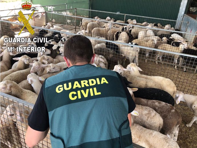 Valencia.- Sucesos.- Detenidas siete personas por robar 276 ovejas y cabras dura
