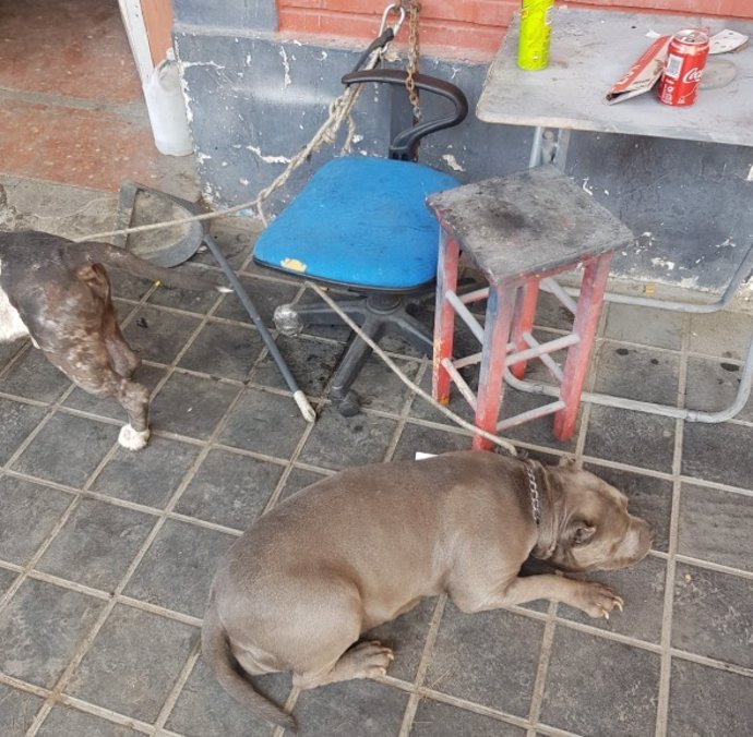 La Policía Local rescatan a dos perros atados en una planta baja sin comida ni agua