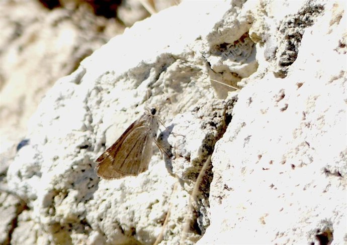 Mariposa veloz balear.