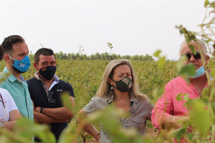 PP pide a Page que "no abandone" a agricultores de Socuéllamos que presentan pér
