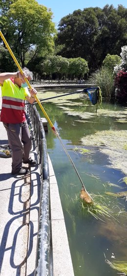 Un operario realiza labores de limpieza en el estanque del Parque de Los Príncipes