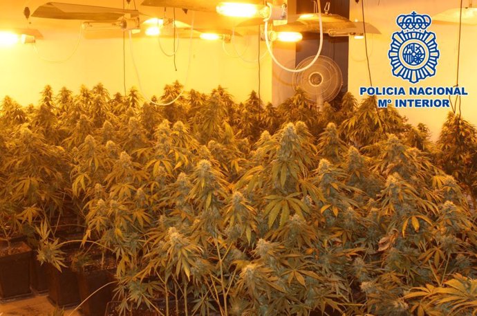 Imagen de recurso de una plantación de marihuana desmantelada por Policía Nacional.