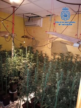 La Policía Nacional encuentra una plantación de marihuana oculta en un local dedicado a celebraciones y actividades de ocio