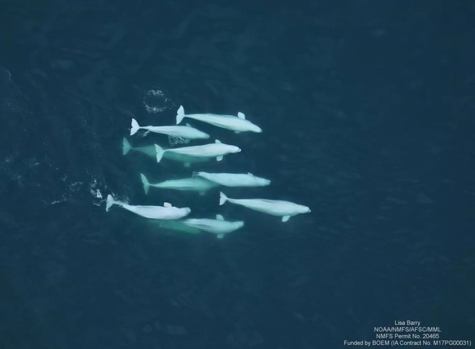 Ballenas beluga ('Delphinapterus leucas')