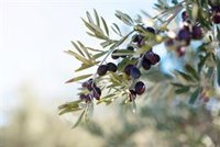 Andalucía augura una "tasa plana encubierta al olivar" si se opta por bajar las regiones productivas en la nueva PAC