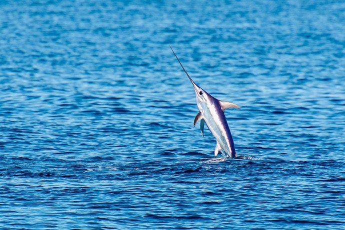 Economía.- Carrefour ratifica su apuesta por el sector pesquero español tras acuerdo para comprar pez espada de Roquetas