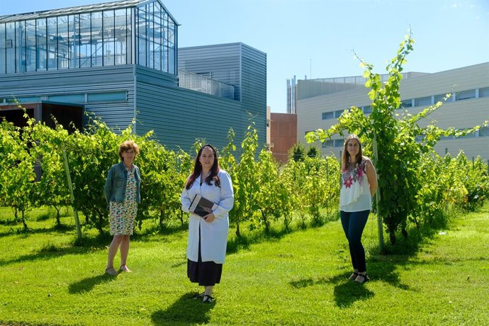 Una tesis de la UR destaca que la vinificación tradicional con uvas maduras es l