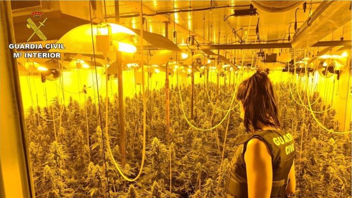 Almería.- Sucesos.- Detenido con un cultivo de 295 plantas de marihuana en una vivienda de Matagorda 