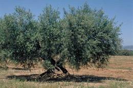 Agro.- Unió de Pagesos prevé una reducción de la cosecha de oliva del 40% por la