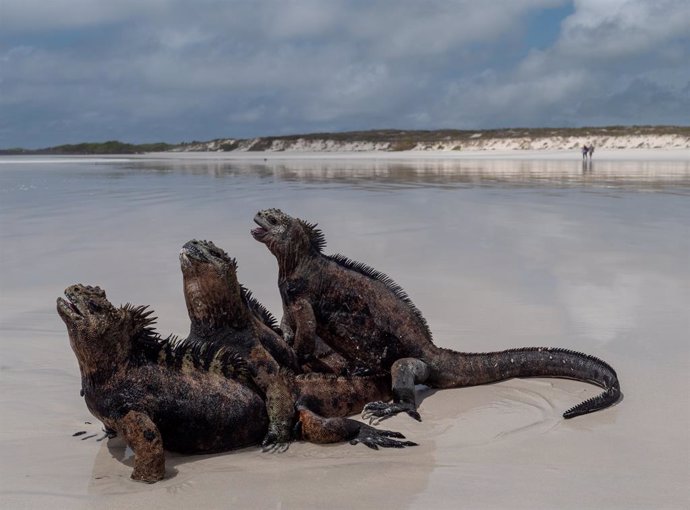 Coronavirus.- Galápagos reabre sus zonas protegidas al turismo tras cuatro meses
