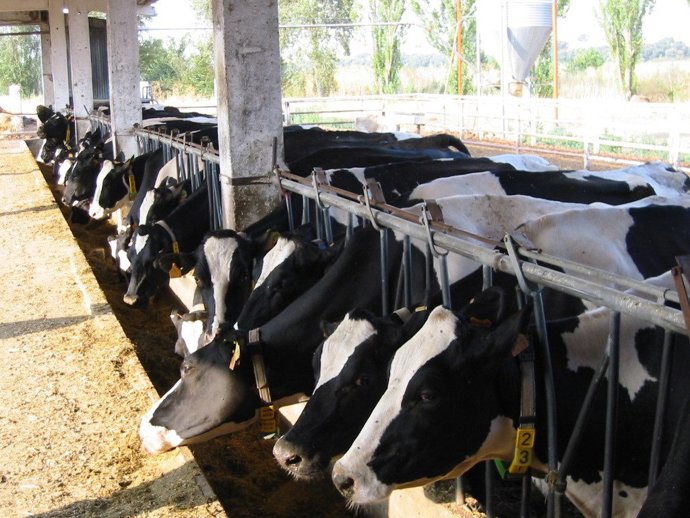 Vacas de la raza Frisona.