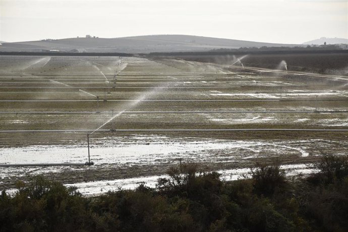 Regadíos en Trebujena, en el entorno del Parque Nacional de Doñana