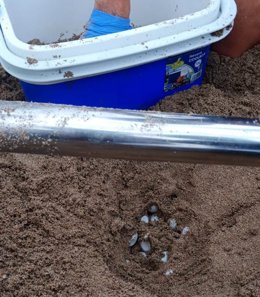 Huevos de tortuga en Ibiza