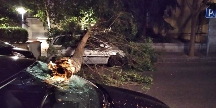 Imagen de la rama de un árbol de grandes dimensiones que ha caído en la calle Canarias, en el distrito de Arganzuela.