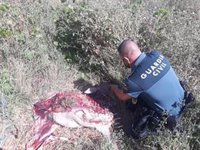 Detenidos cuatro cazadores furtivos en Benalup (Cádiz) cuando descuartizaban al animal que acababan de matar