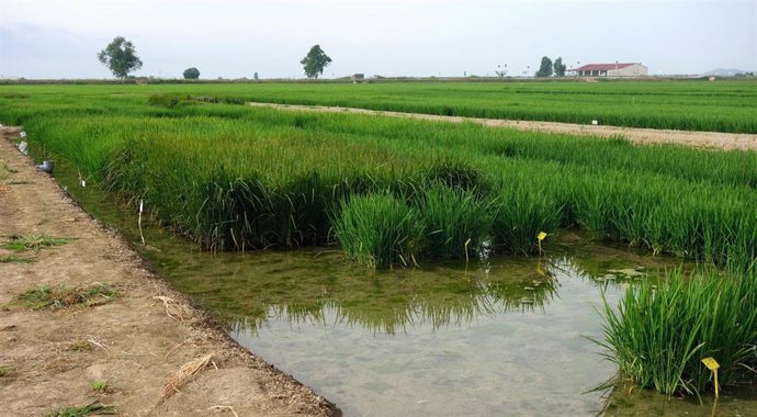 Arrozales de la Estación Experimental del Delta de lEbre (Tarragona)