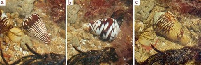 Los conos son caracoles marinos venenosos.