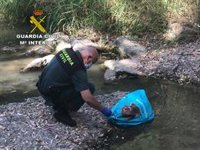Investigado un vecino de Arahal (Sevilla) por supuesto maltrato animal tras la muerte de dos galgos