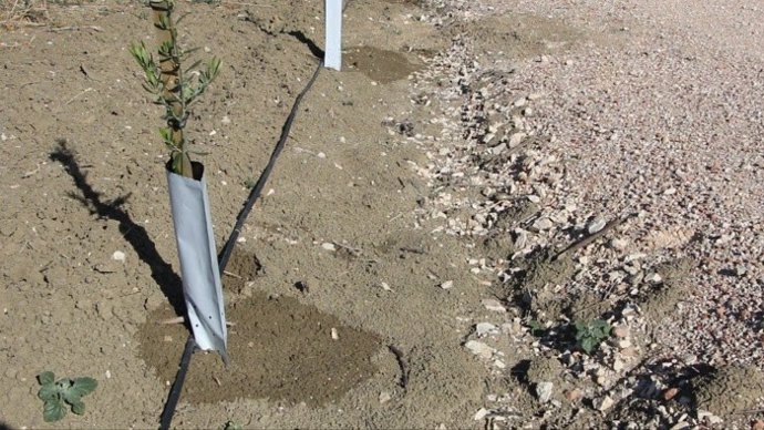 Imagen del riego de un cultivo de olivar con el uso de aguas residuales depuradas.