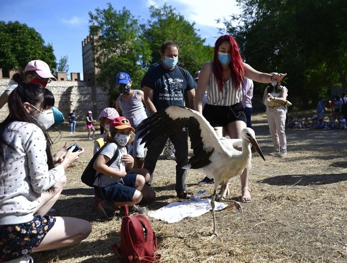 Alumnos del CEIP García Lorca de Alcalá de Henares asisten a la suelta de cigüeñas en el recinto amurallado.