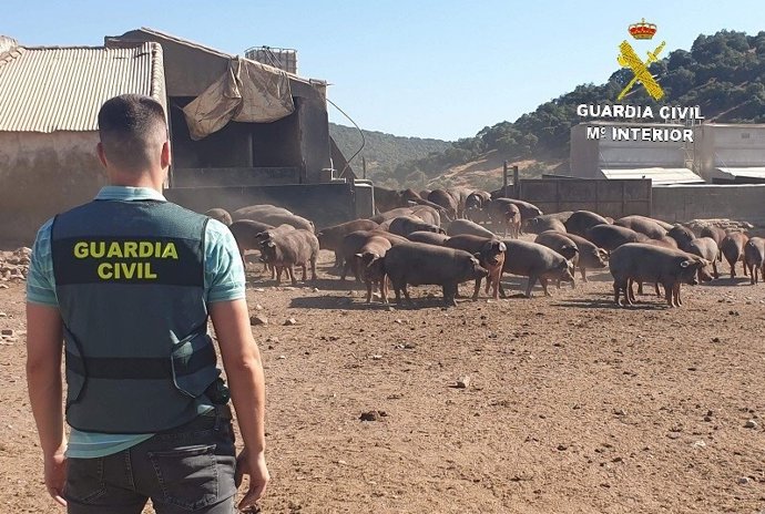 Cerdos recuperados tras ser sustraídos.