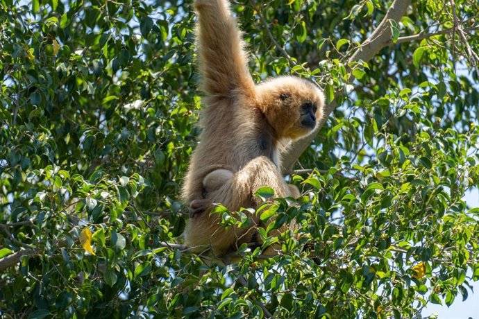 Cría de gibón de mejillas doradas junto a su madre en el zoo Bioparc de Fuengirola (Málaga)