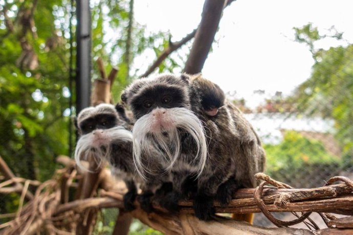  Nacen en Loro Parque dos mellizos de tití emperador