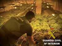 A prisión dos jóvenes detenidos por el cultivo de 154 plantas de marihuana en Roquetas de Mar (Almería)