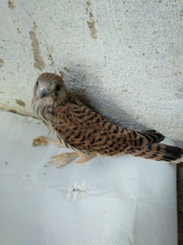 Córdoba.- La Junta cede para su liberación nueve cernícalos primilla del CREA de