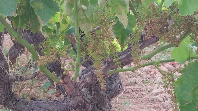 Unió de Pagesos urge a Jord medidas contra el mildiu en las viñas