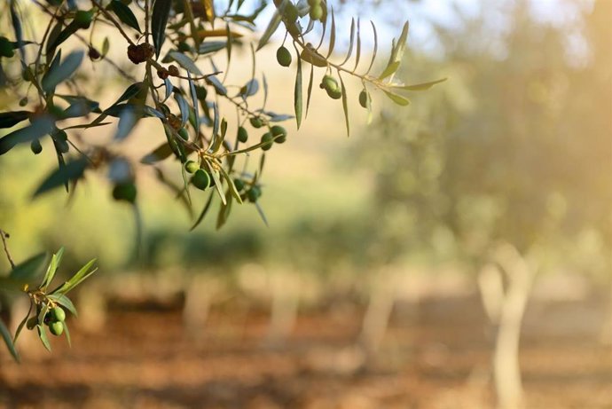 Agricultura y CTA presentan una plataforma para acelerar la digitalización del sector de la biomasa