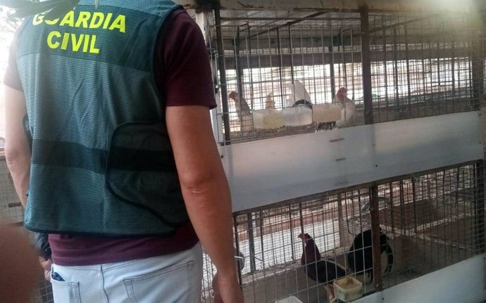 Gallos recuperados en el transcurso de la investigación
