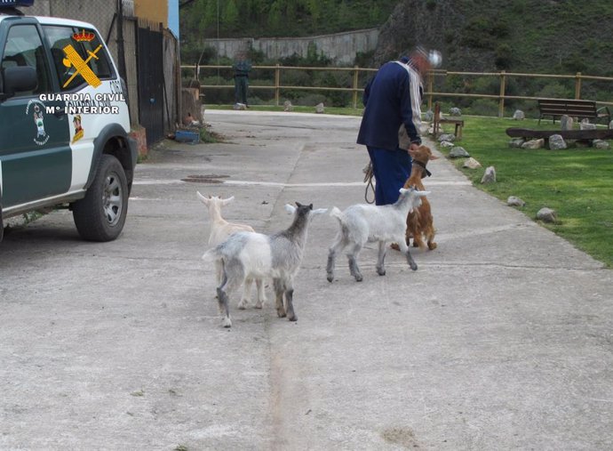 El Seprona ha investigado a un varón por la sustracción de seis cabezas de ganado en La Rioja