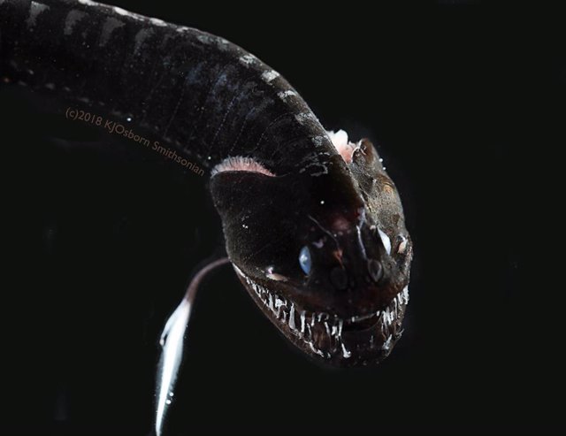 Idiacantus, pez abisal ultra negro