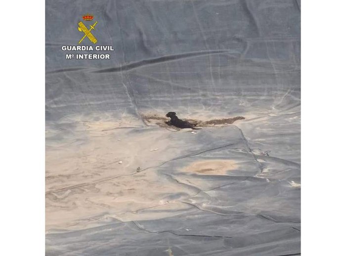 La Guardia Civil ha rescatado a un perro que se había caído a una balsa de unos diez metros en la localicdad de Crevillent (Alicante)