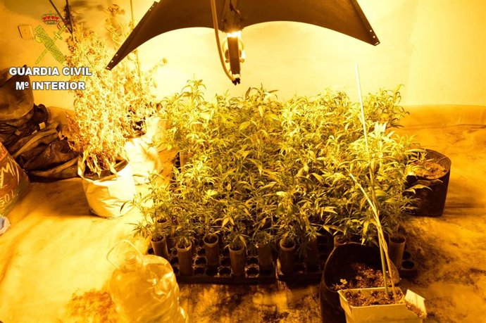 Desarticulados 3 grupos criminales dedicados al tráfico de drogas con 32 detenidos y 8 investigados