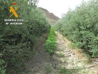 Descubiertas 4.200 plantas de marihuana ocultas en un olivar en Freila (Granada)