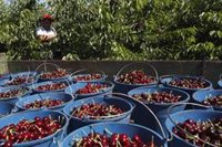 Migraciones acompaña al primer contingente de temporeras que regresan a Marruecos desde Huelva