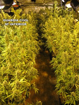 Sucesos.- Detenidos padre e hijo por cultivar marihuana en una vivienda Azuqueca