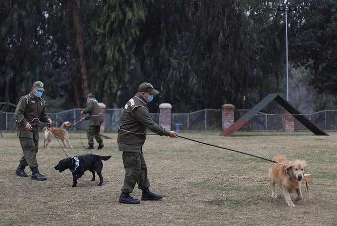 Coronavirus.- Entrenan a perros en Chile para detectar a contagiados por el coro