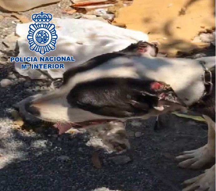 Perro maltratado en un barrio de El Ejido
